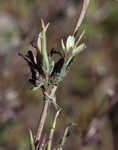 Willowleaf lettuce